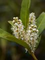 Prunus laurocerasus Otto Luyken Laurowiśnia wschodnia